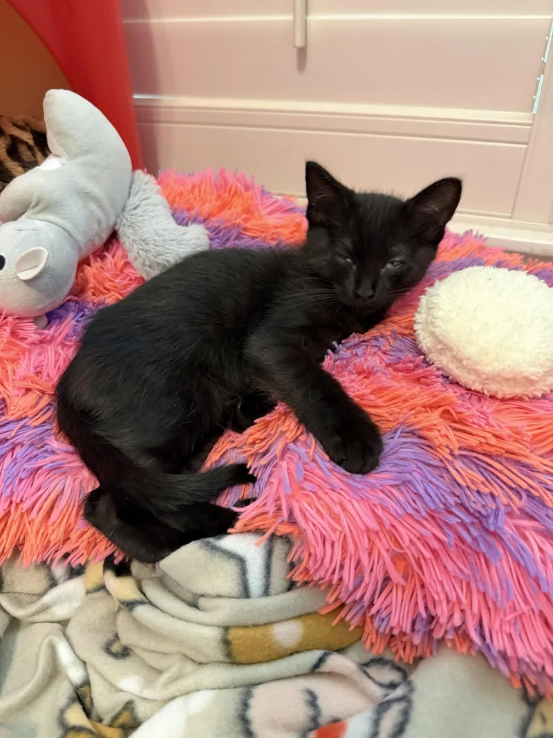 A baby medium-sized male Black Domestic Short Hair cat named Gray S for adoption in Rosenberg, TX