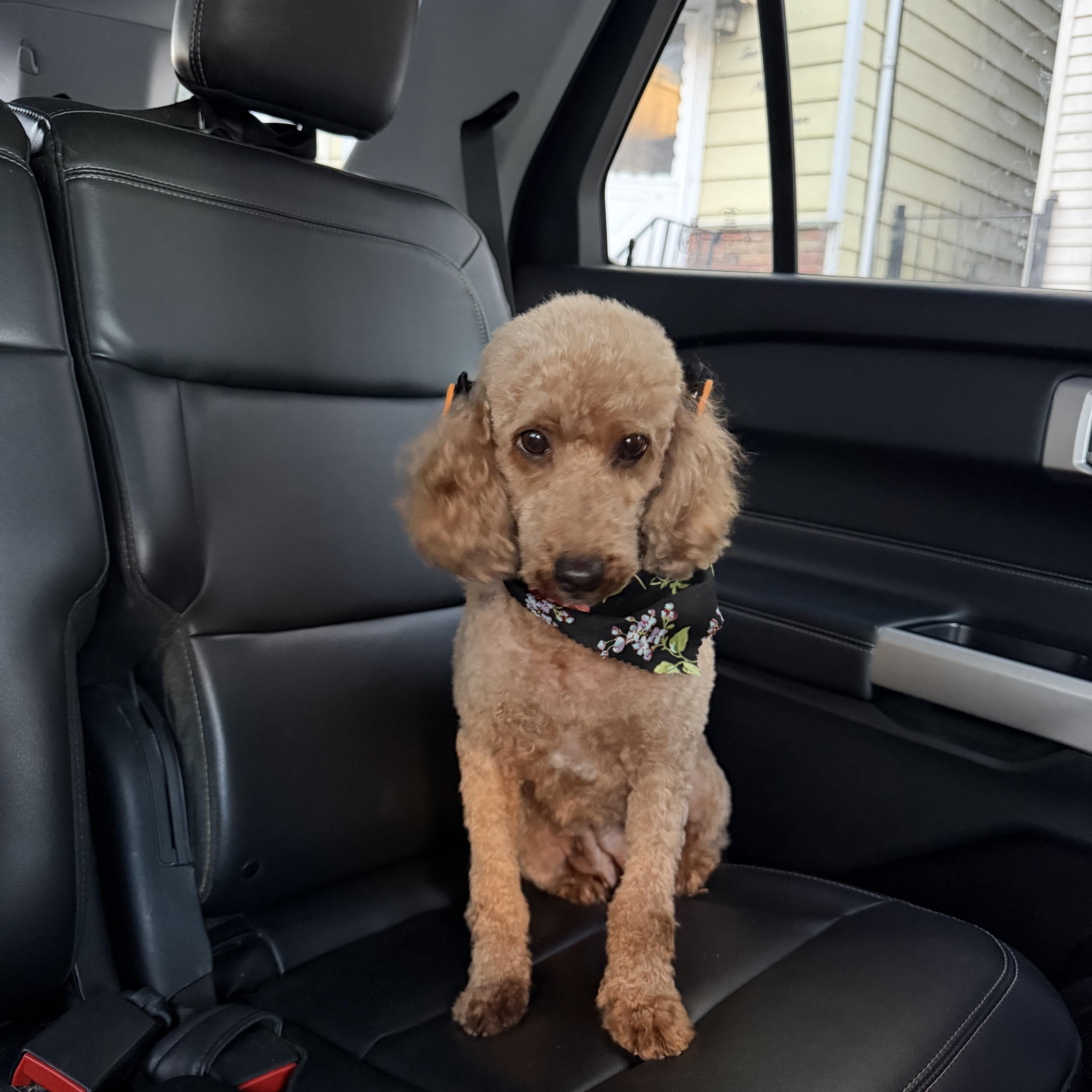 An adult small-sized female Miniature Poodle dog named Dolly for adoption in Newark, NJ