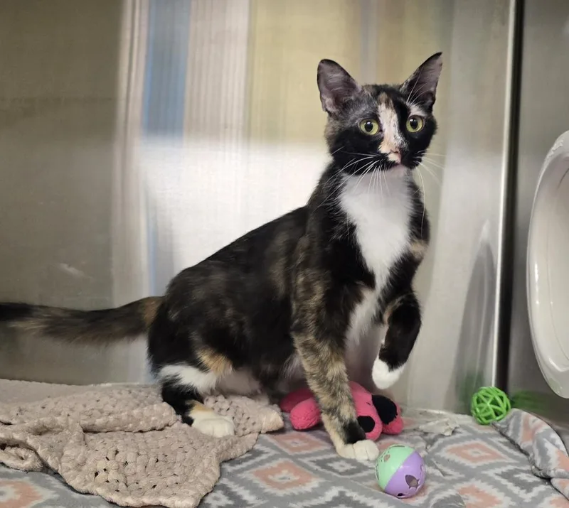 An adult large-sized female Domestic Short Hair cat named Lilly for adoption in Dickson, TN