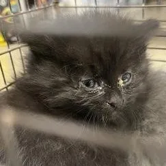 A baby medium-sized female Domestic Medium Hair cat named Sunny for adoption in Rapid City, SD