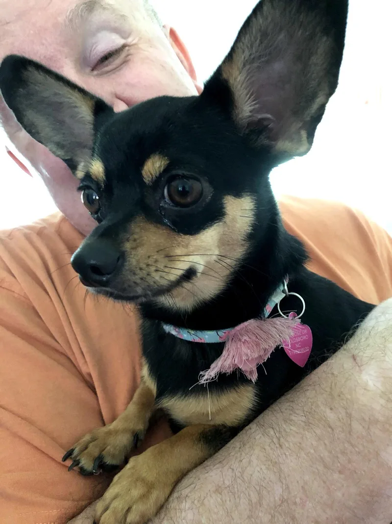 An adult medium-sized female Chihuahua dog named Allie for adoption in Holly Springs, NC