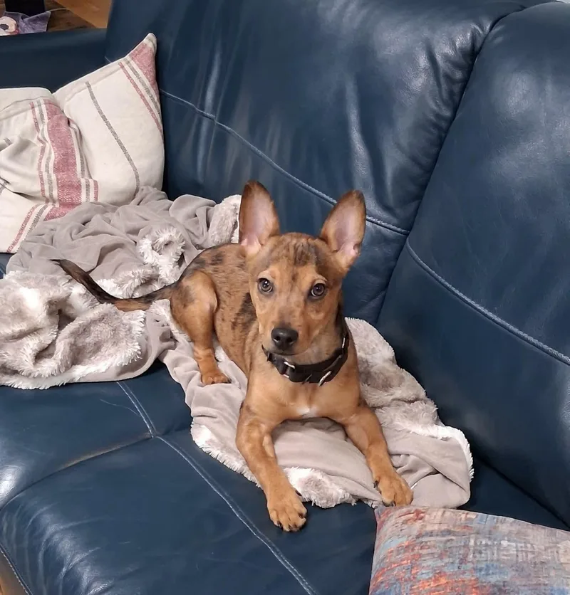 A baby small-sized male Chihuahua dog named Eddie for adoption in Milwaukee, WI
