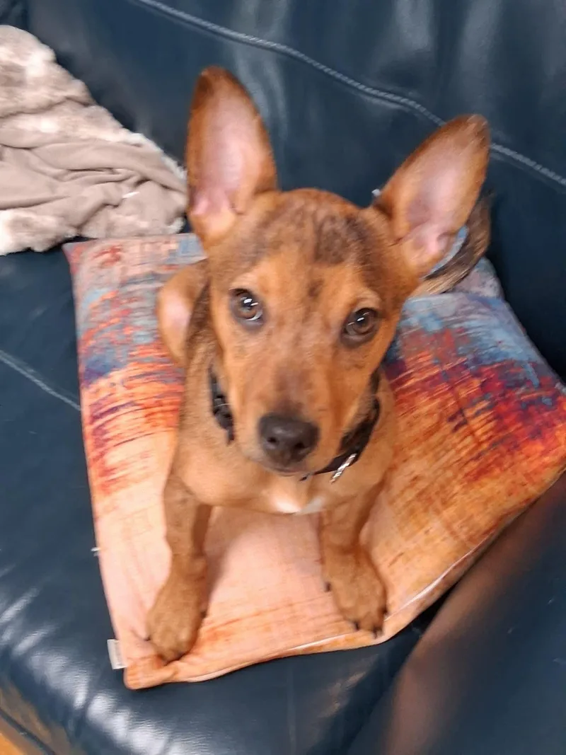 Eddie thumbnail 6