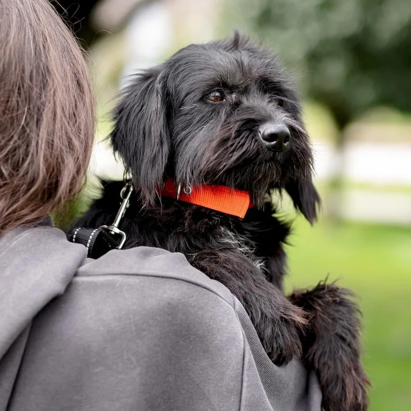 A young medium-sized male Black Miniature Schnauzer dog named Onix for adoption in Morristown, NJ