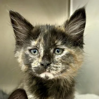 A baby medium-sized female Domestic Short Hair cat named Queen for adoption in Sacramento, CA