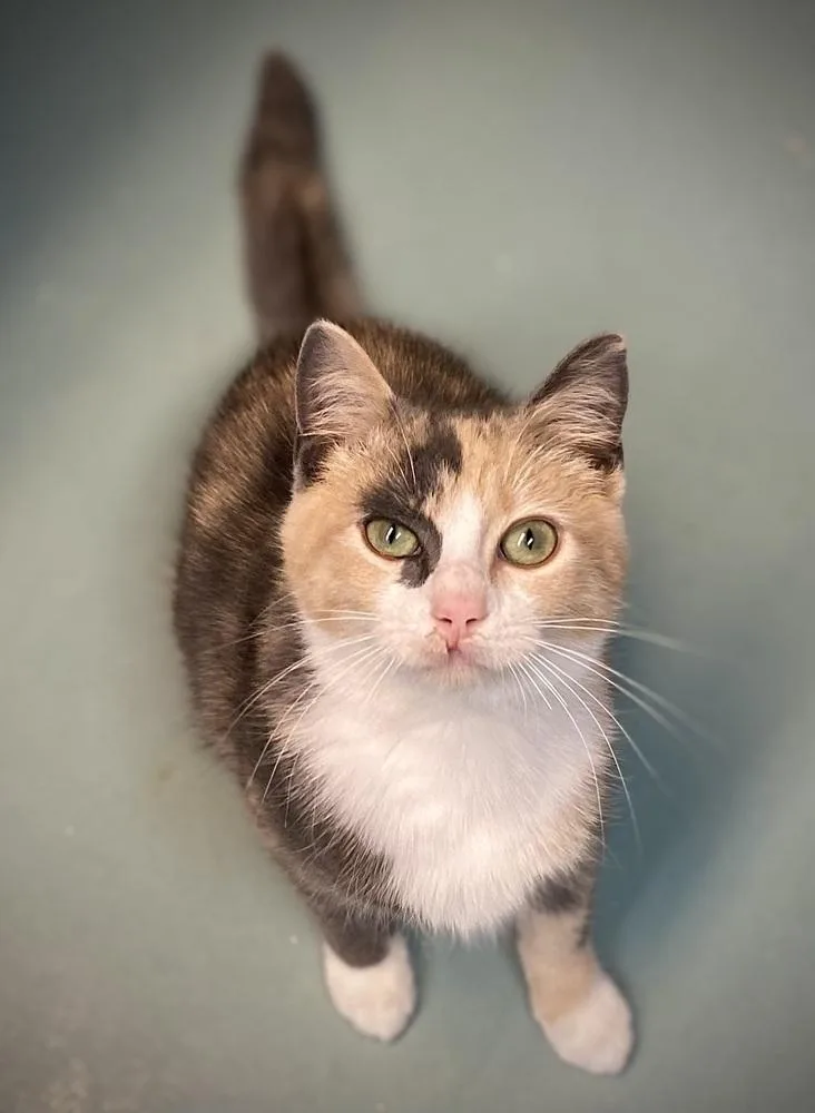 A young medium-sized female Domestic Medium Hair cat named Colette for adoption in Duxbury, MA