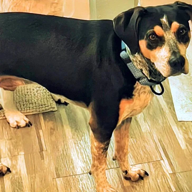 An adult medium-sized male Bluetick Coonhound dog named Doc CI for adoption in Austin, TX