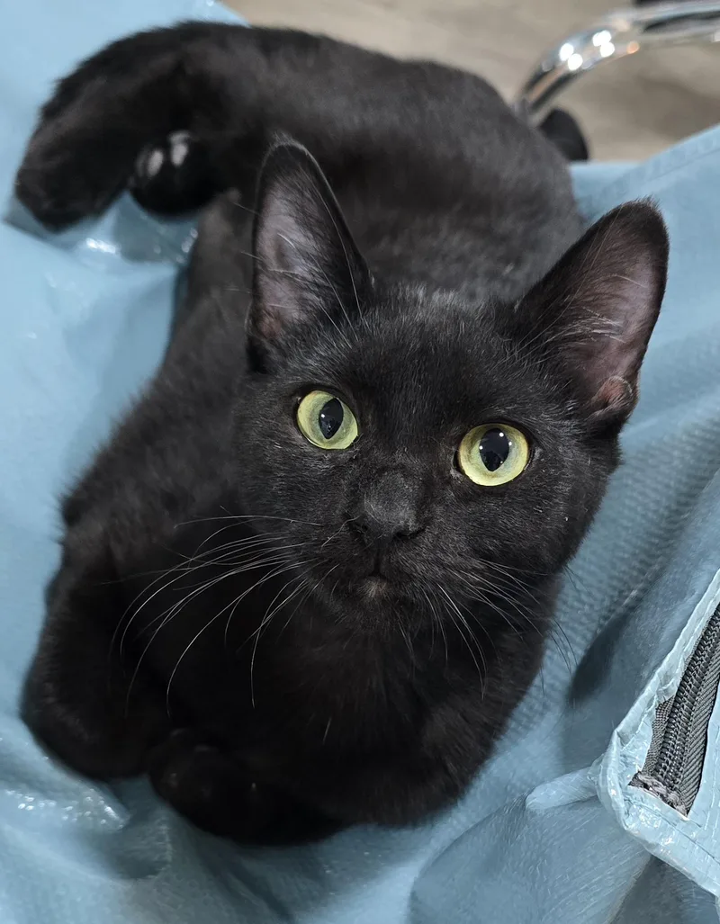 A young medium-sized female Black Domestic Short Hair cat named Jagger for adoption in Arlington, WA