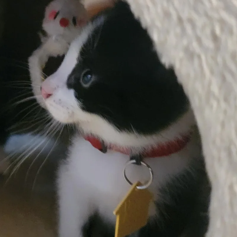 Raphael Check Out My thumbnail 3