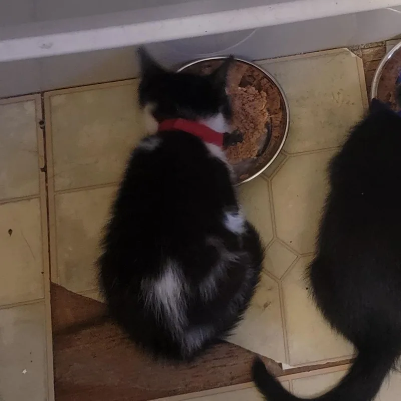 Raphael Check Out My thumbnail 4