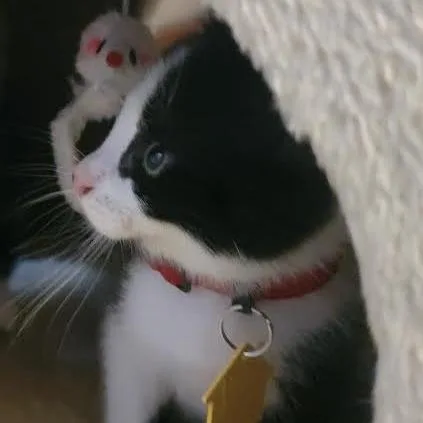 Raphael Check Out My thumbnail 5