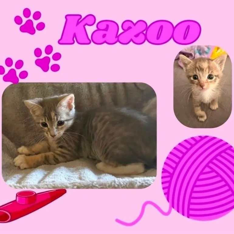 A baby small-sized female Gray / Blue / Silver Domestic Short Hair cat named Kazoo for adoption in Orangevale, CA
