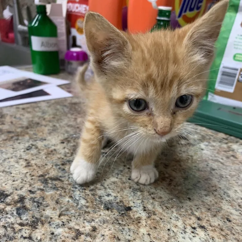 A baby small-sized male Orange / Red Domestic Short Hair cat named Vinny for adoption in Dickinson, TX