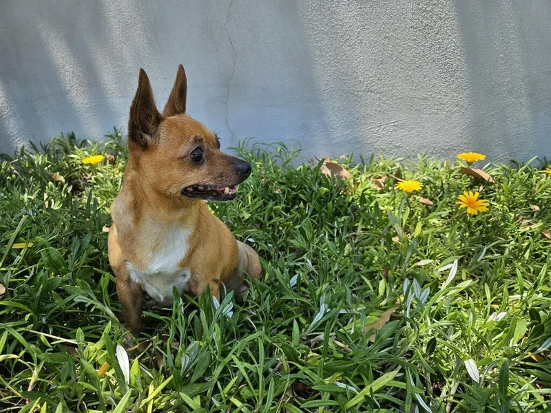 Oh My Darling Darla thumbnail 3