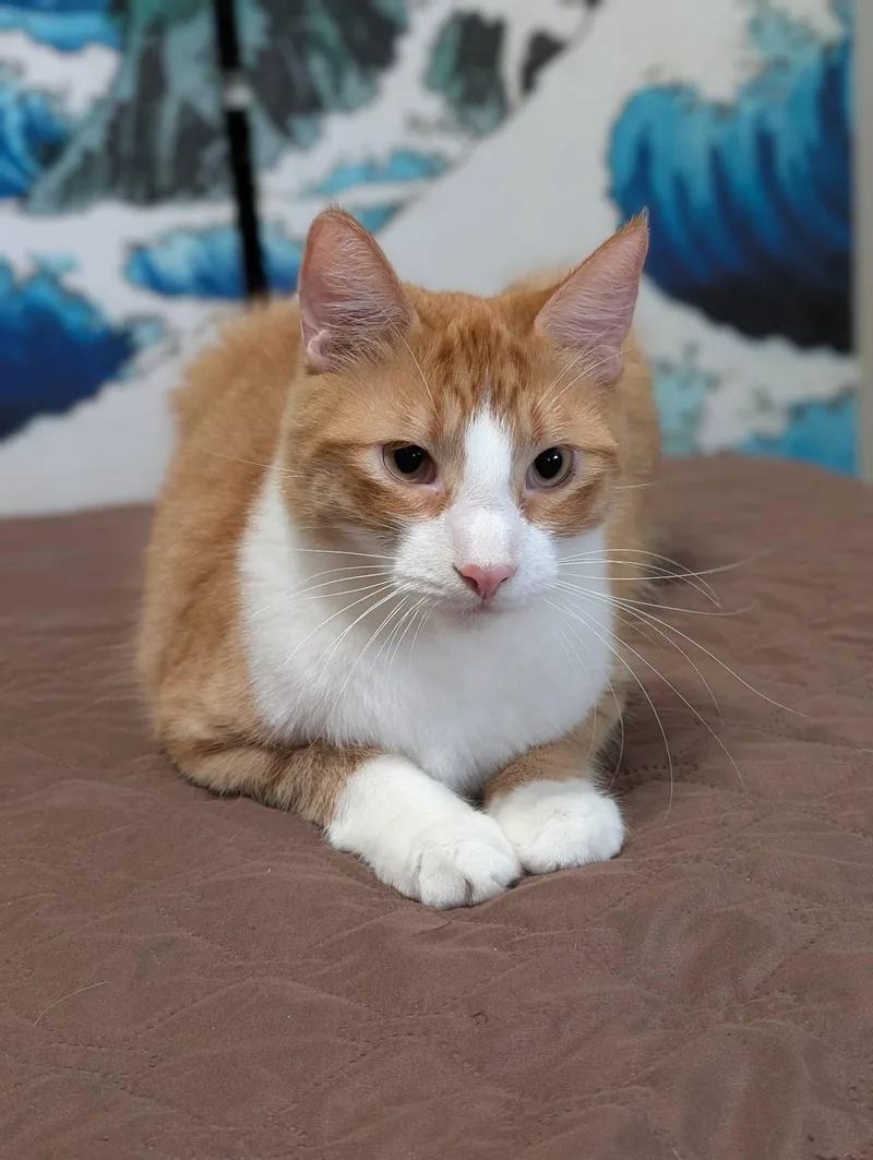 A young small-sized male Orange & White Domestic Short Hair cat named Solecito for adoption in Mission Viejo, CA