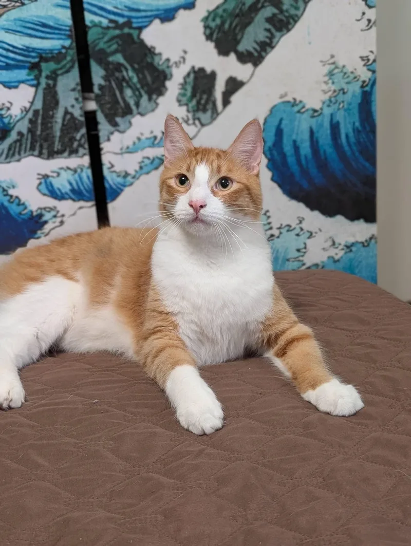 Solecito thumbnail 2