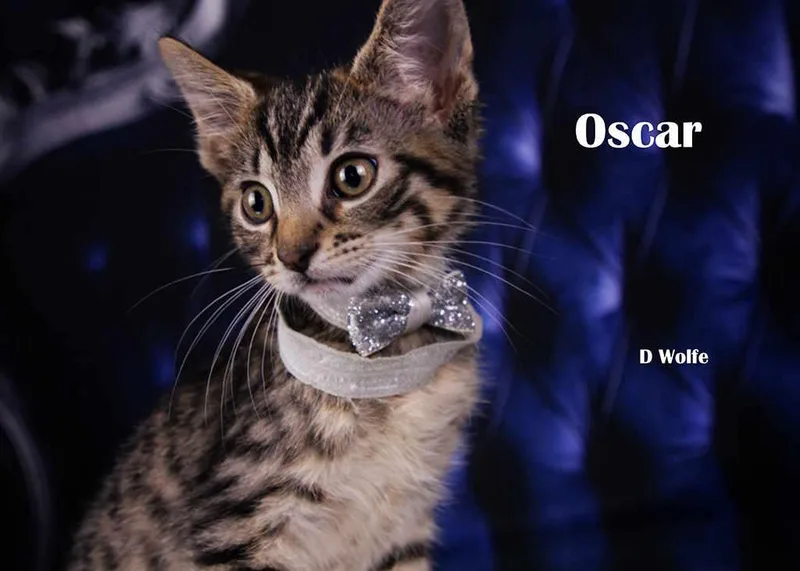 A baby medium-sized male Tabby (Gray / Blue / Silver) Tabby cat named Oscar for adoption in York, NE