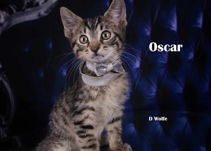 Oscar thumbnail 2