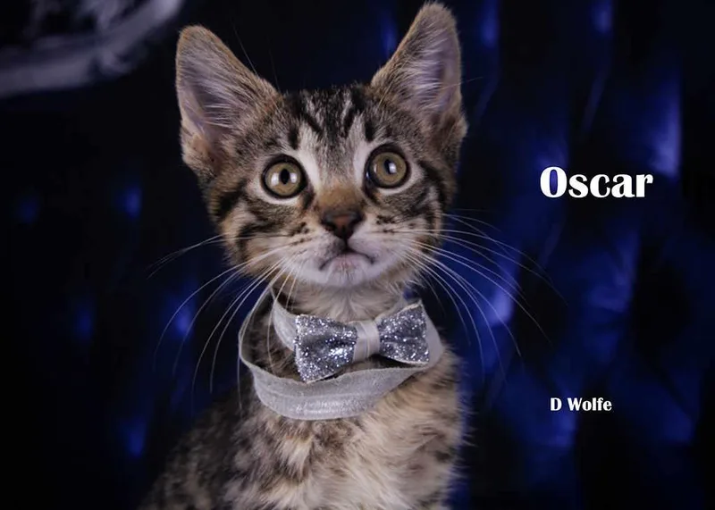 Oscar thumbnail 3