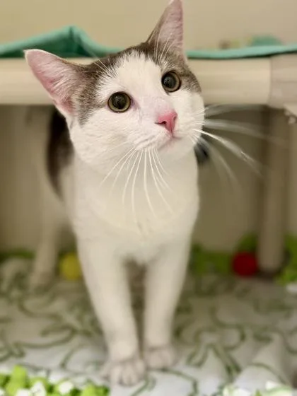 An adult medium-sized male Tabby (Gray / Blue / Silver) Domestic Short Hair cat named Landlubber for adoption in Downers Grove, IL