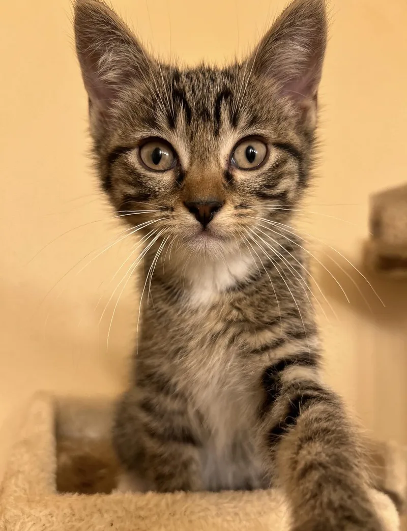 A baby medium-sized male Tabby (Brown / Chocolate) Domestic Short Hair cat named Socks for adoption in Woodlawn, TN