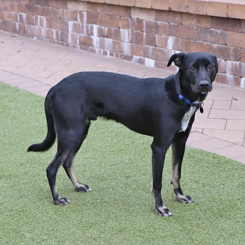 An adult medium-sized male Tricolor (Brown, Black, & White) Mixed Breed dog named Cooper for adoption in Port Washington, NY