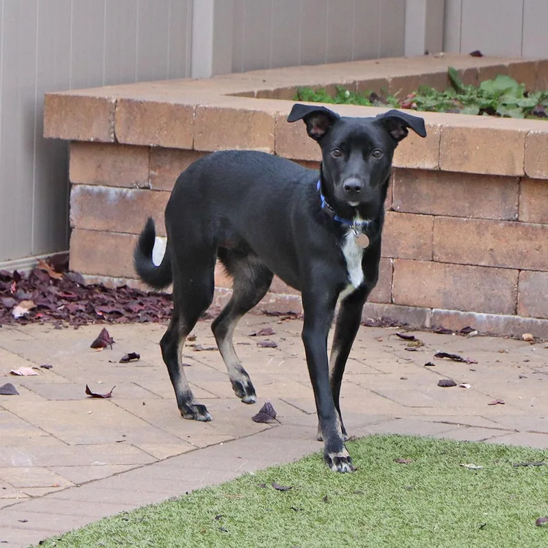Cooper thumbnail 3