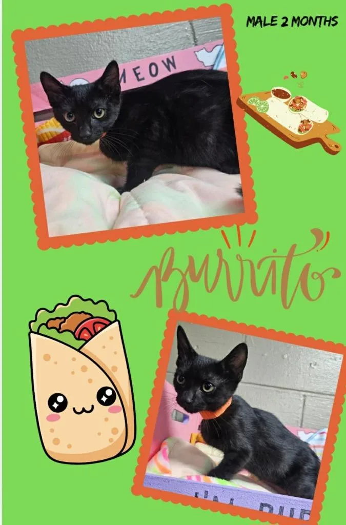 Burrito