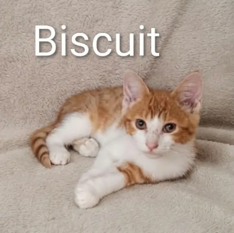 Biscuit thumbnail 2