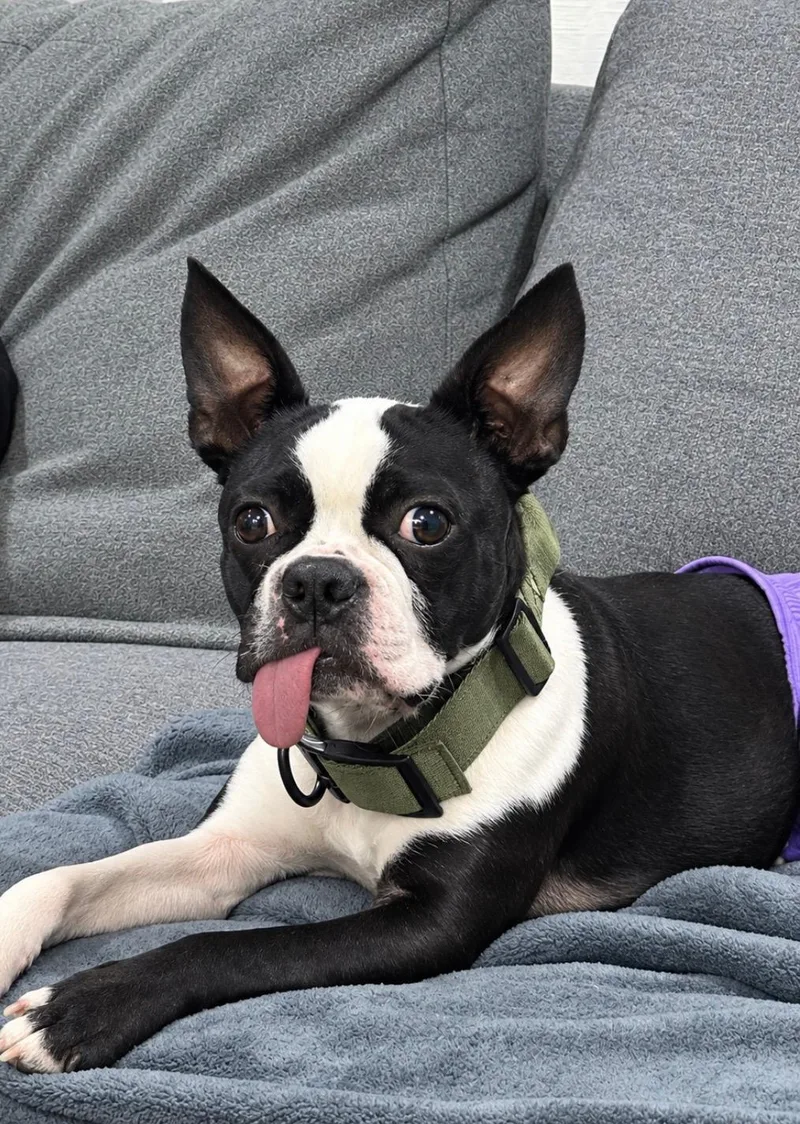 Daisy in NE thumbnail 3