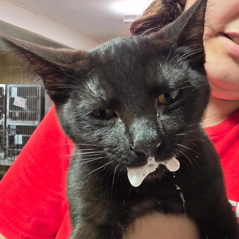 A baby small-sized female Black Domestic Short Hair cat named Kaladin FKA Shadow for adoption in Leander, TX