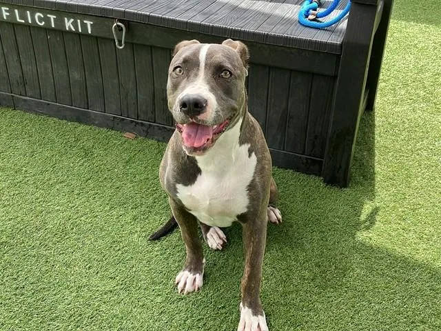 A young large-sized female Pit Bull Terrier dog named Tigerlily for adoption in Tustin, CA