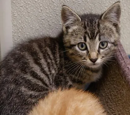 A baby small-sized male Domestic Short Hair cat named Jones for adoption in Verona, WI