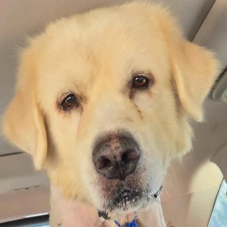 Clifford thumbnail 2
