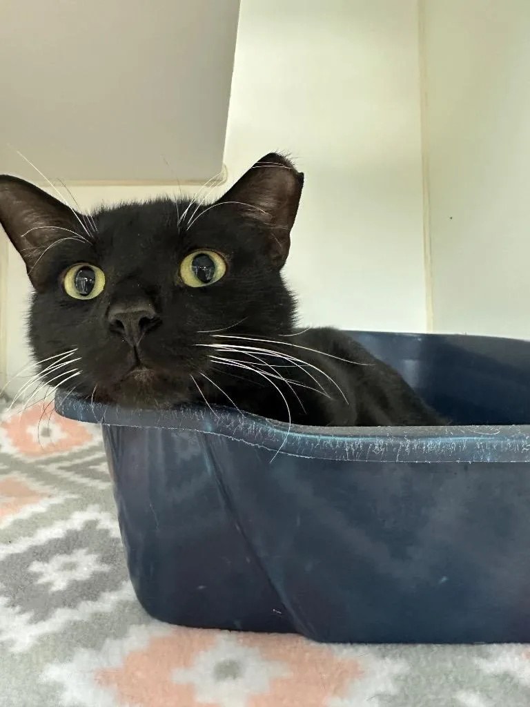 A young medium-sized male Domestic Short Hair cat named Boo for adoption in Johnson City, TN