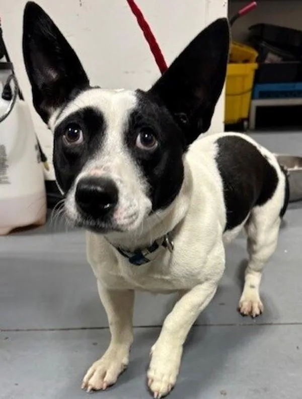 An adult medium-sized female Jack Russell Terrier dog named Buffy for adoption in Dallas, GA