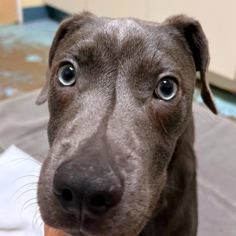 A young medium-sized male Gray / Blue / Silver American Staffordshire Terrier dog named McIntosh for adoption in Woodinville, WA