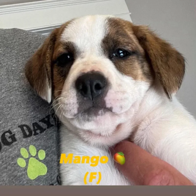 Mango
