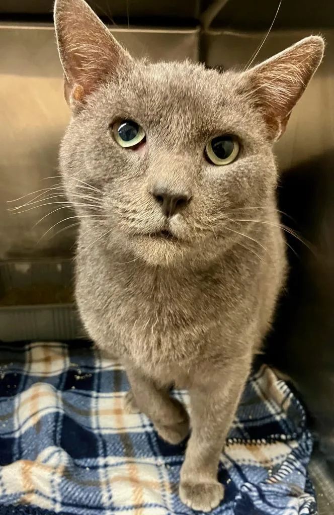 A young medium-sized male Domestic Short Hair cat named Ashford` for adoption in Lima, OH