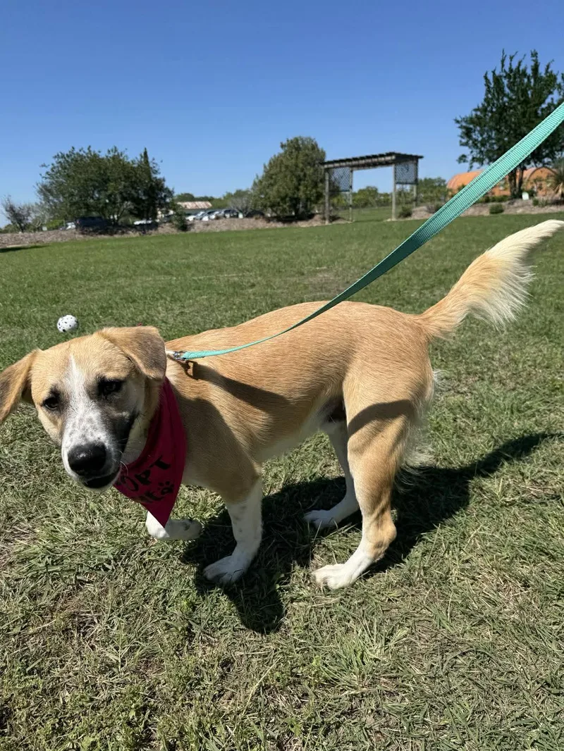 Koda