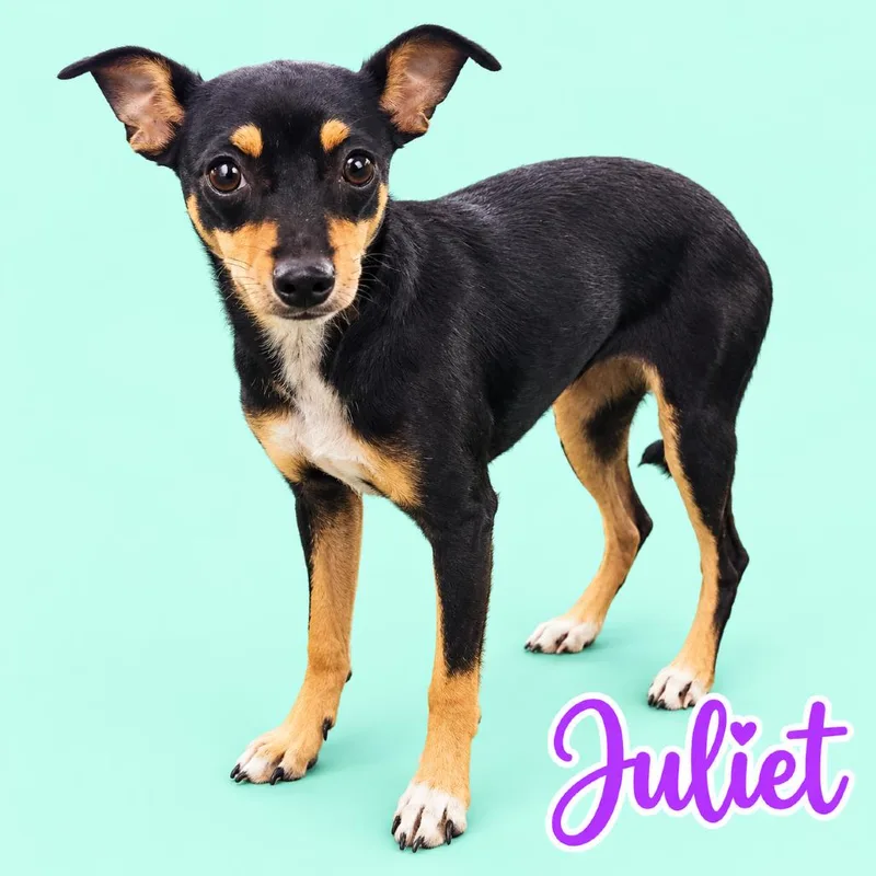 A young small-sized female Black Miniature Pinscher dog named Juliet for adoption in Scottsdale, AZ