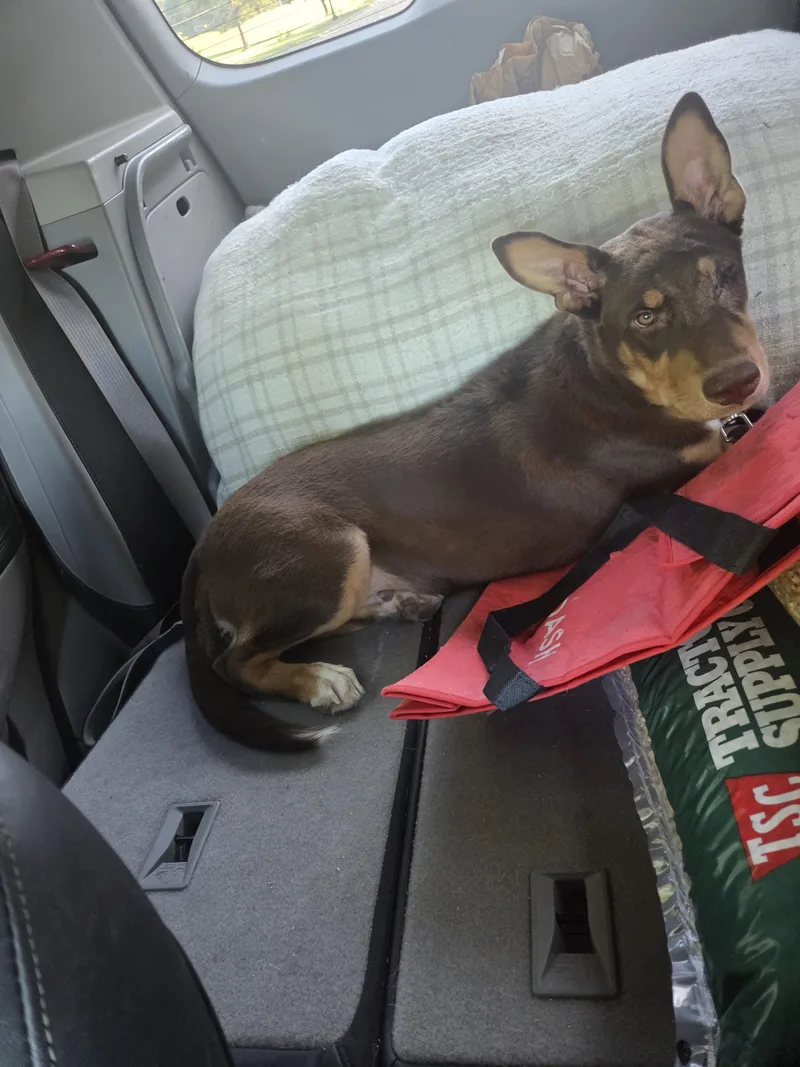 A young medium-sized male Australian Kelpie dog named Rusty for adoption in Raymond, MS