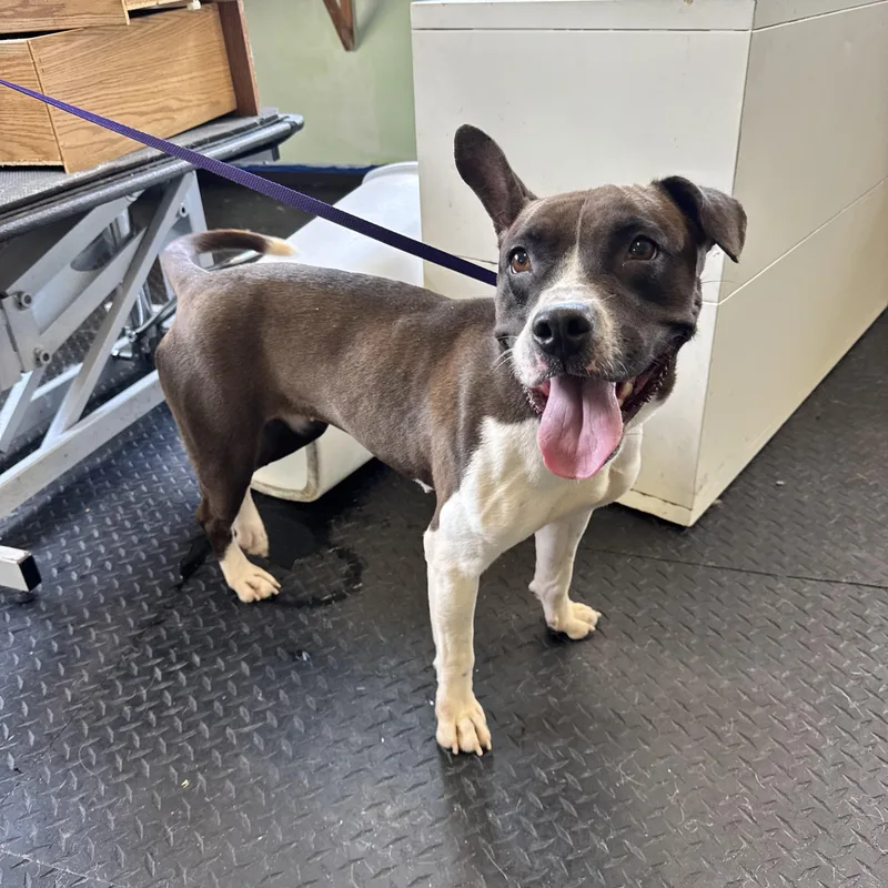 An adult medium-sized female Brown / Chocolate Terrier dog named Dory for adoption in Dodgeville, WI