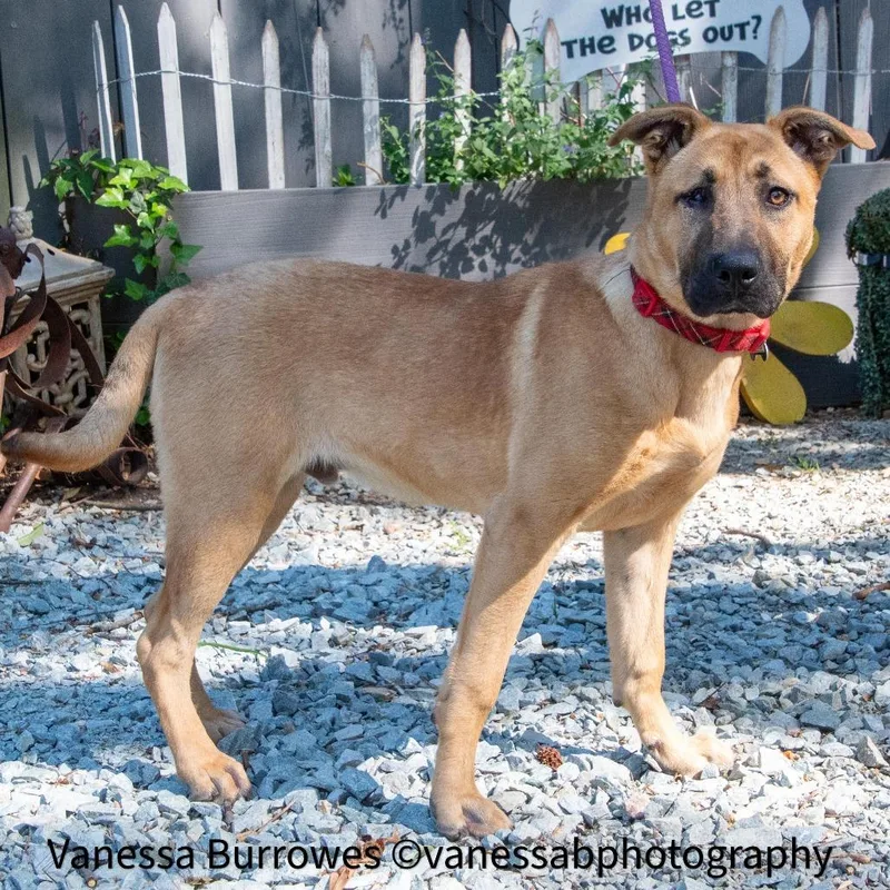 A young medium-sized male Brown / Chocolate Shepherd dog named Ewing for adoption in Wake Forest, NC