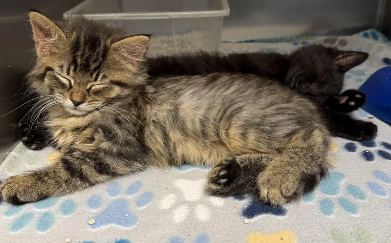 A baby large-sized male Tabby (Tiger Striped) Domestic Long Hair cat named Sparrow & Raven for adoption in Brownsville, PA