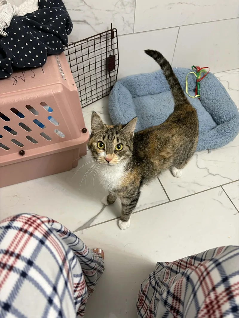 An adult medium-sized female Domestic Short Hair cat named Khaleesi for adoption in Holbrook, NY