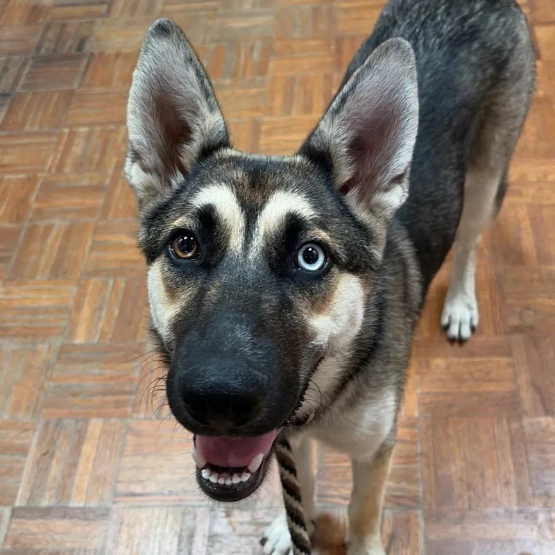 A baby medium-sized female Yellow / Tan / Blond / Fawn German Shepherd Dog dog named Lily for adoption in Santa Barbara, CA