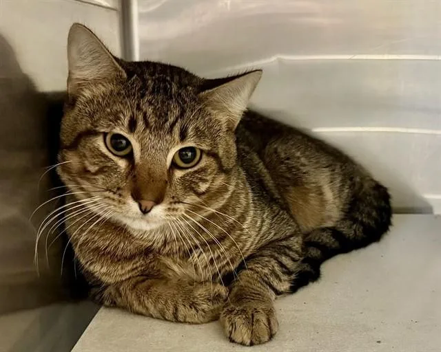 A young large-sized male Domestic Short Hair cat named Steve for adoption in Olathe, KS