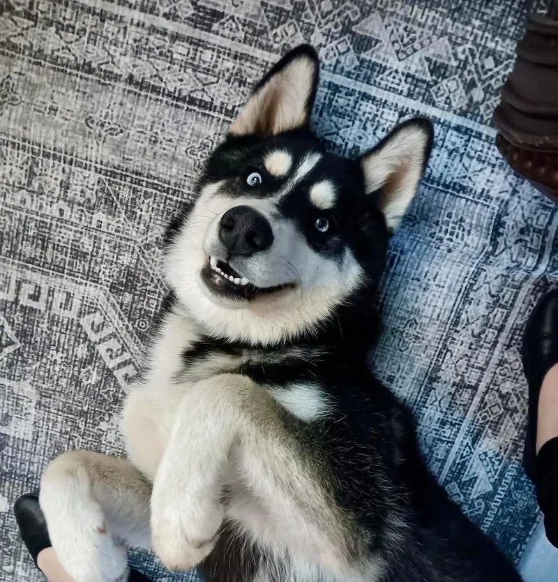 An adult large-sized male Tricolor (Brown, Black, & White) Husky dog named Koba for adoption in Groveland, MA