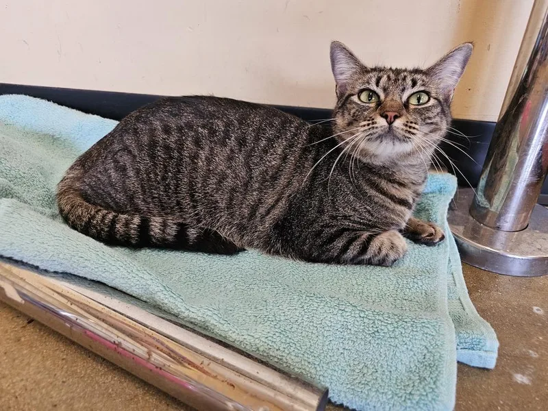 Turquoise thumbnail 2